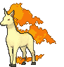 Rapidash